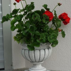 Kis kehelyváza